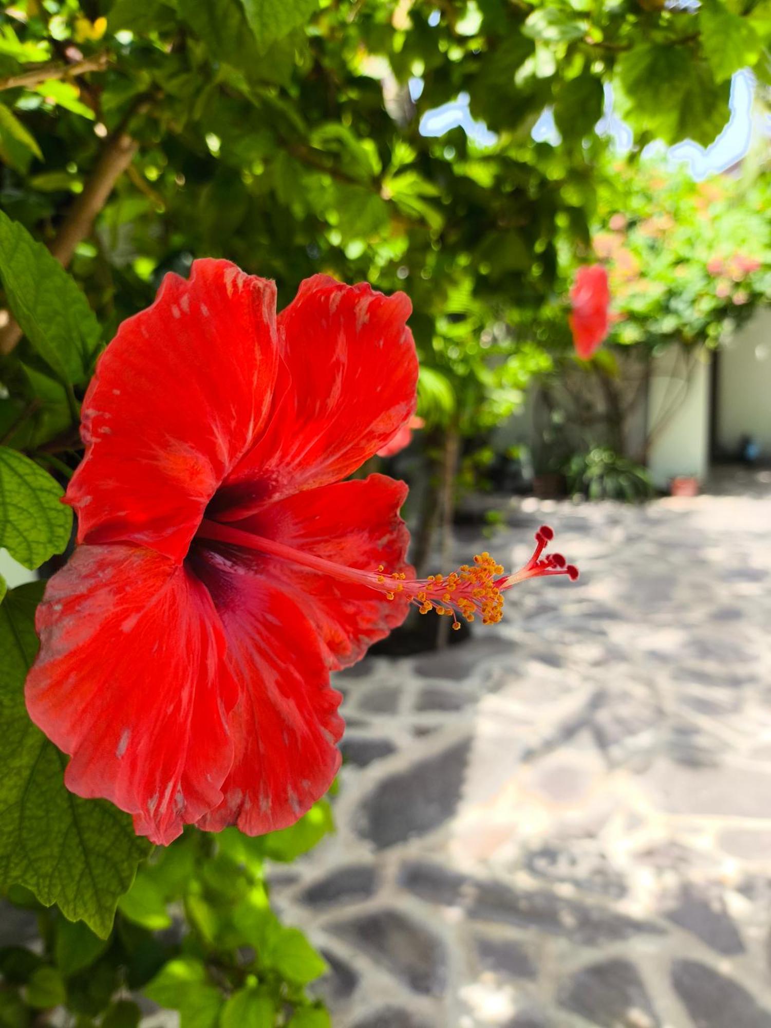 Gili Mesari Cottages & Homestay Gili Trawangan Exterior foto