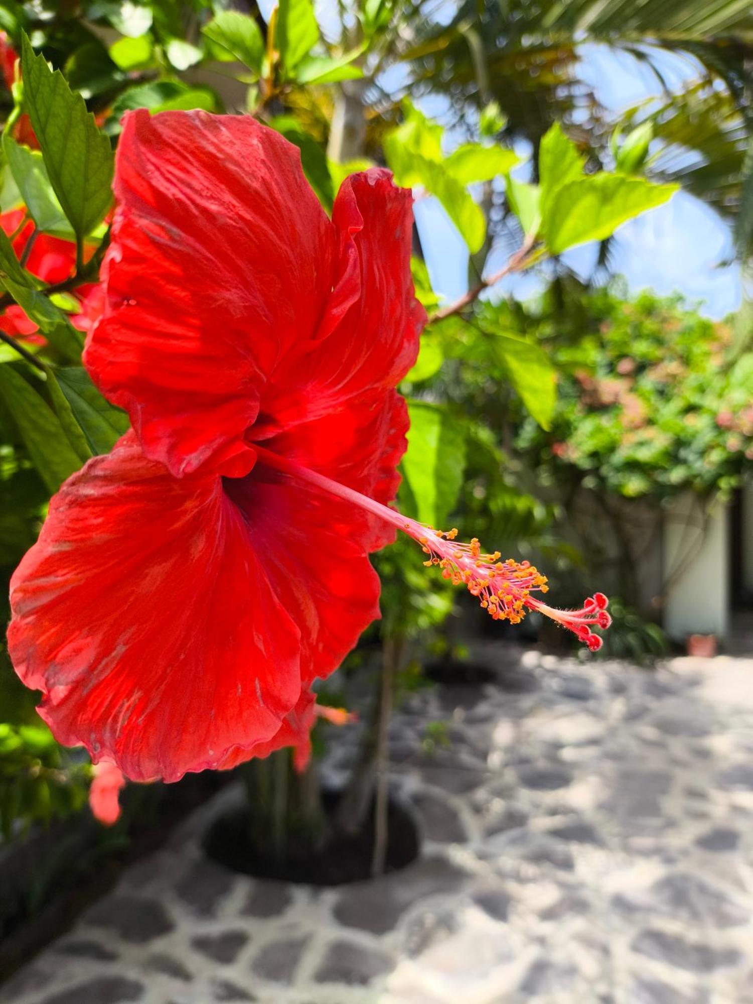 Gili Mesari Cottages & Homestay Gili Trawangan Exterior foto